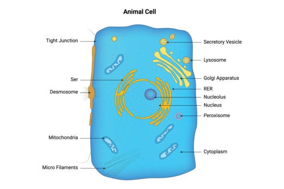 Animal Cell Vector Design: Precision for Science & Branding