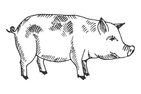 Pig Sketch: The Ultimate Farm Animal Hand-Drawn Piglet Vector