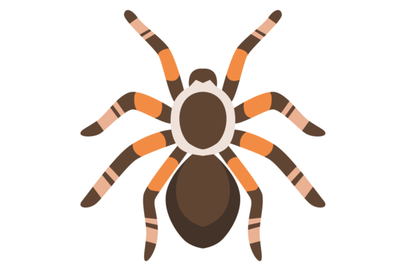 Spider Exotic Pet Animal. Arachnid Carto: A Playful Typeface for Bold Brands